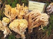 Gelbe Koralle, Foto 14
