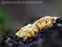 Gelbe Koralle, Foto 24
