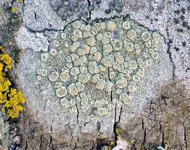 Gelbe Krustenflechte, Foto 3