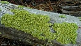 Gelbe Laubflechte, Foto 6
