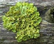 Gelbe Laubflechte, Foto 7