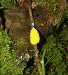 Gelbe Lohblüte, Foto 12