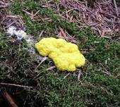 Gelbe Lohblüte, Foto 13