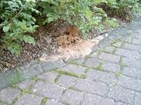 Gelbe Lohblüte, Foto 17