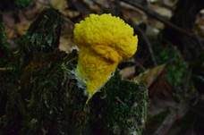 Gelbe Lohblüte, Foto 18