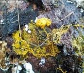 Gelbe Lohblüte, Foto 22