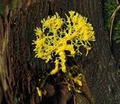 Gelbe Lohblüte, Foto 27