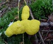 Gelbe Lohblüte, Foto 43