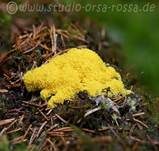 Gelbe Lohblüte, Foto 47