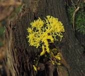 Gelbe Lohblüte, Foto 49