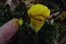 Gelbe Lohblüte, Foto 50