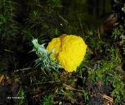 Gelbe Lohblüte, Foto 63