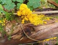 Gelbe Lohblüte, Foto 70