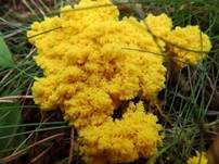 Gelbe Lohblüte, Foto 10