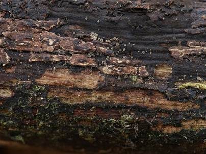 Bärtiges Glashaarbecherchen, Foto 3
