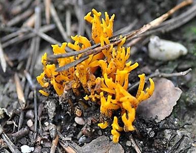Gelbe Wiesenkoralle, Foto 2