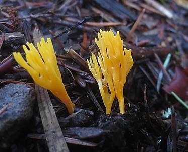 Gelbe Wiesenkoralle, Foto 3