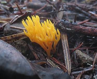 Gelbe Wiesenkoralle, Foto 4