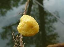 Gelber Eierschleimpilz, Foto 7
