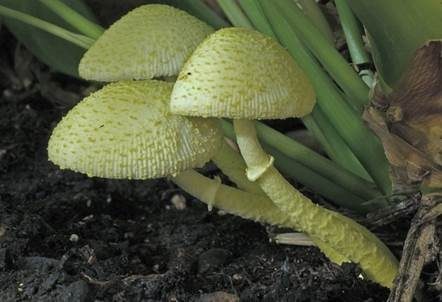 Gelber Faltenschirmling, Foto 2