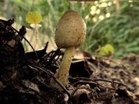 Gelber Faltenschirmling, Foto 12