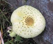 Gelber Faltenschirmling, Foto 13