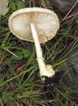 Gelber Faltenschirmling, Foto 19