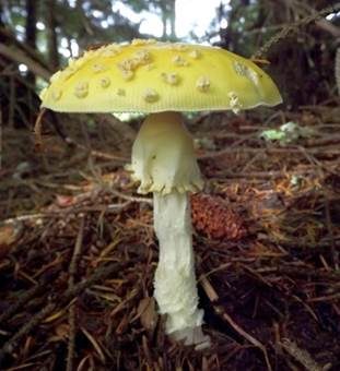 Gelber Fliegenpilz, Foto 3