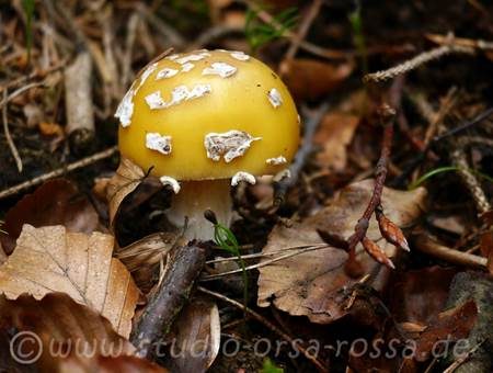 Gelber Fliegenpilz, Foto 4