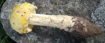 Gelber Fliegenpilz, Foto 7