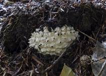 Gelber Fliegenpilz, Foto 9