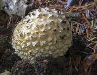 Gelber Fliegenpilz, Foto 10