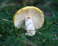 Gelber Graustieltäubling, Foto 14