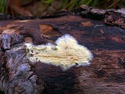 Gelber Hautrindenpilz, Foto 2