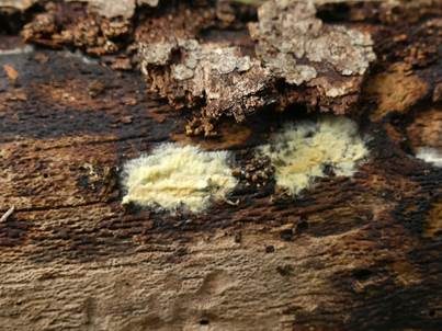 Gelber Hautrindenpilz, Foto 3