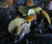 Gelber Hohlfußröhrling, Foto 18
