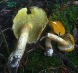 Gelber Hohlfußröhrling, Foto 20