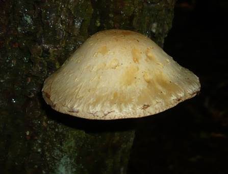 Abweichender Schüppling, Foto 2