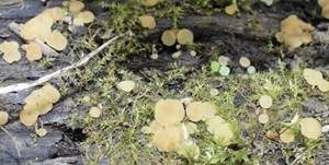 Bartloses Nagelbecherchen, Foto 4