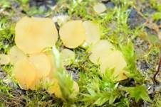 Bartloses Nagelbecherchen, Foto 6