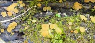 Bartloses Nagelbecherchen, Foto 7
