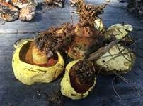 Gelber Holz-Röhrling, Foto 6