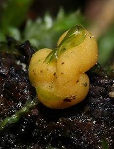 Gelber Jochkugelpilz, Foto 3