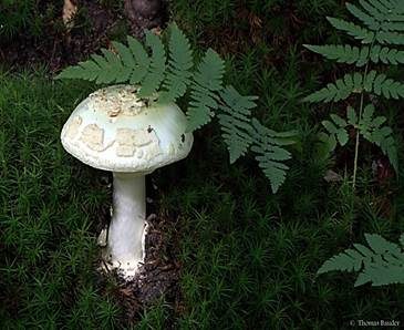 Gelber Knollenblätterpilz, Foto 2
