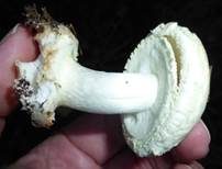 Gelber Knollenblätterpilz, Foto 12