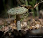 Gelber Knollenblätterpilz, Foto 15