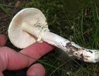 Gelber Knollenblätterpilz, Foto 17