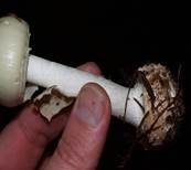 Gelber Knollenblätterpilz, Foto 19