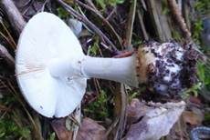 Gelber Knollenblätterpilz, Foto 21
