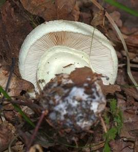 Gelber Knollenblätterpilz, Foto 4
